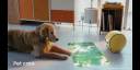 Ballie, el robot inteligente de Samsung