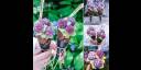 Helados florales del complejo comercial ShinPuhKan de Kyoto