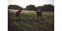La finca del productor de tabaco Reinel Rojas Medina