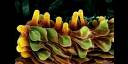 Flor Freesia