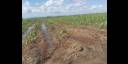 Con una buena germinación y crecimiento para esta fecha, la soya podría abrir nuevos caminos a los encadenamientos productivos y la sustitución de importaciones.