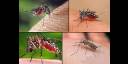 El término mosquito o zancudo​ designa a insectos dípteros