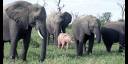 Elefante rosado en Sudáfrica