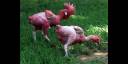 El pollo sin plumas es una raza de aves de corral