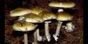 Setas venenosas Amanita phalloides