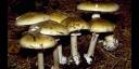 Setas venenosas Amanita phalloides