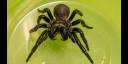 Veneno de araña letal será efectivo para la salud humana