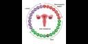 Ciclo menstrual