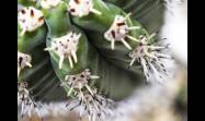 Utilizando técnicas de macrofotografía podemos descubrir un mundo de belleza escondida en los cactus y suculentas