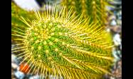 Utilizando técnicas de macrofotografía podemos descubrir un mundo de belleza escondida en los cactus y suculentas