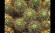 Utilizando técnicas de macrofotografía podemos descubrir un mundo de belleza escondida en los cactus y suculentas