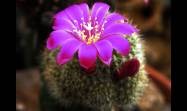 Utilizando técnicas de macrofotografía podemos descubrir un mundo de belleza escondida en los cactus y suculentas.