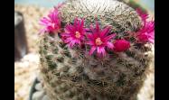 Utilizando técnicas de macrofotografía podemos descubrir un mundo de belleza escondida en los cactus y suculentas