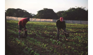 La finca del productor de tabaco Reinel Rojas Medina