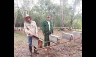 En el criadero de abejas reinas hay en estos momentos 600 núcleos de fecundación y allí trabajan los hermanos Varela Azqueriz