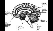 Estructuras del cerebro que se incluyen en el test de la Clínica Amen.