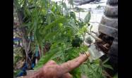 En el tercer piso de una vivienda holguinera, donde muchos solo verían una placa de concreto castigada por el sol, Julián Velázquez Claro convirtió ese espacio en un pequeño campo productivo con 12 canteros donde cultiva hortalizas, plantas medicinales y viandas