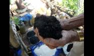 En el tercer piso de una vivienda holguinera, donde muchos solo verían una placa de concreto castigada por el sol, Julián Velázquez Claro convirtió ese espacio en un pequeño campo productivo con 12 canteros donde cultiva hortalizas, plantas medicinales y viandas