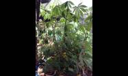 En el tercer piso de una vivienda holguinera, donde muchos solo verían una placa de concreto castigada por el sol, Julián Velázquez Claro convirtió ese espacio en un pequeño campo productivo con 12 canteros donde cultiva hortalizas, plantas medicinales y viandas