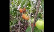 En el tercer piso de una vivienda holguinera, donde muchos solo verían una placa de concreto castigada por el sol, Julián Velázquez Claro convirtió ese espacio en un pequeño campo productivo con 12 canteros donde cultiva hortalizas, plantas medicinales y viandas