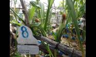 En el tercer piso de una vivienda holguinera, donde muchos solo verían una placa de concreto castigada por el sol, Julián Velázquez Claro convirtió ese espacio en un pequeño campo productivo con 12 canteros donde cultiva hortalizas, plantas medicinales y viandas