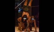 Danza contemporánea de Nelson Reguera y la Compañía Rosario Cárdenas 