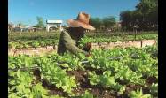 Sancti Spíritus: sede del acto por aniversario 37 del Programa Nacional de la Agricultura Urbana, Suburbana y Familiar