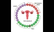 Ciclo menstrual