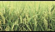 Proyecto de siembra de arroz