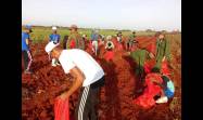 Conscientes de que la producción de alimentos aporta soberanía al país, los jóvenes reafirman su compromiso para fomentar esa prioridad económica