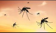 Brasil activa una fábrica de mosquitos modificados