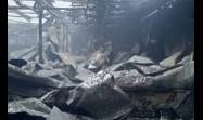 Incendio provoca afectaciones a mayor industria pesquera de Cuba