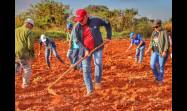 El Presidente de Cuba se sumó a la Jornada Nacional de Trabajo Voluntario