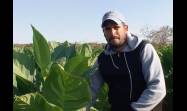 Para Yasiel no hay imposibles cuando se trata de hacer producir la tierra. En la actual campaña tuvo contratadas 200 000 posturas de tabaco