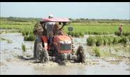 Siembra de arroz
