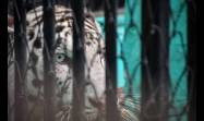 Exhiben tigresa blanca de Bengala en zoológico de Ciego de Ávila.