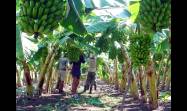 Agricultores pinareños por elevar el rendimiento agrícola