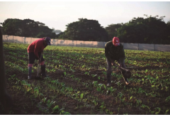 La finca del productor de tabaco Reinel Rojas Medina