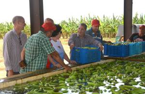 Polo productivo avileño La Cuba