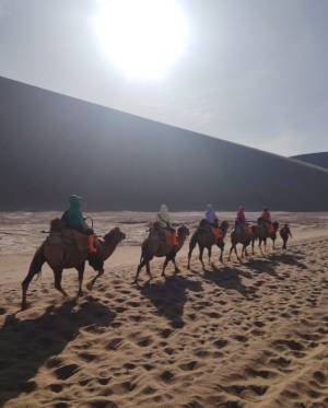 A paso lento, en perfecta sinergia, sobre el suelo árido del desierto de Gobi