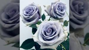 Rosa azul