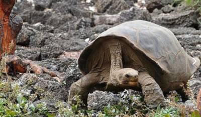 La tortuga gigante desapareció a causa de la desmedida cacería para comer su carne y comerciar su caparazón