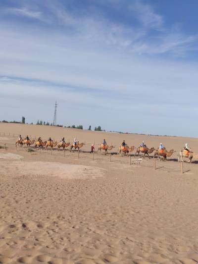 A paso lento, en perfecta sinergia, sobre el suelo árido del desierto de Gobi pasan uno tras otro los camellos