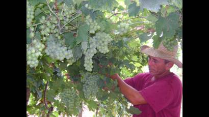 Uvas con voltaje