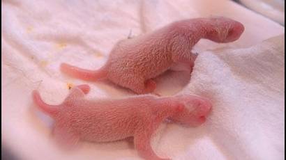 Nacen pandas gemelos en Zoo de Madrid