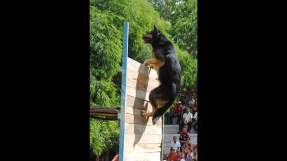 Deportes caninos