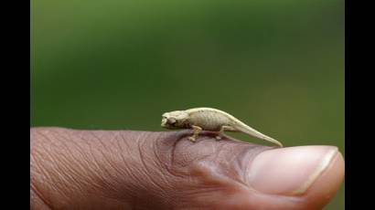Animales más pequeños de su especie en el mundo