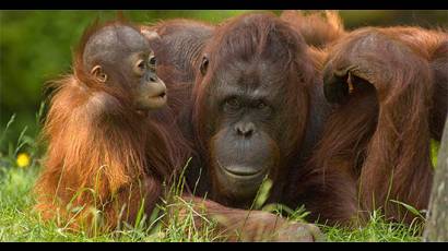 Orangután de Borneo