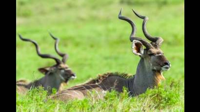 Buck kudu