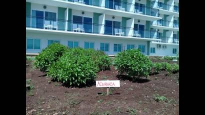 Huerto de vegetales en hotel de Varadero